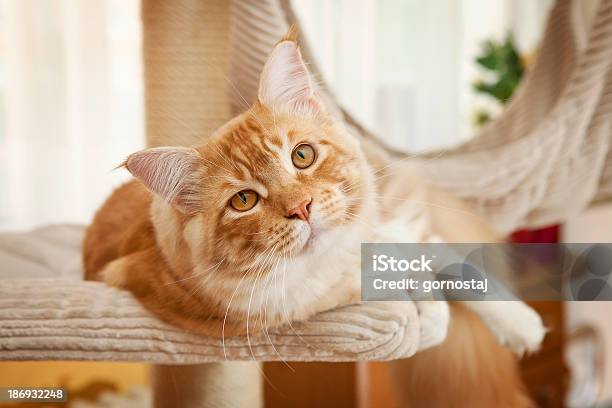 Filhote De Gato Maine Coon - Fotografias de stock e mais imagens de Gato domesticado - Gato domesticado, Prateleira - Mobília, Arranhador para gato