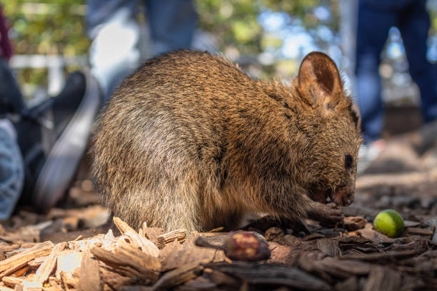 istock You Quokka Mate 1869322740