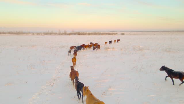 Wild horses graze on winter pastures and get their food from under the snow in the polar latitudes in winter.Horse grace on winter fields extracted grass with their hooves under the snow.Winter desert