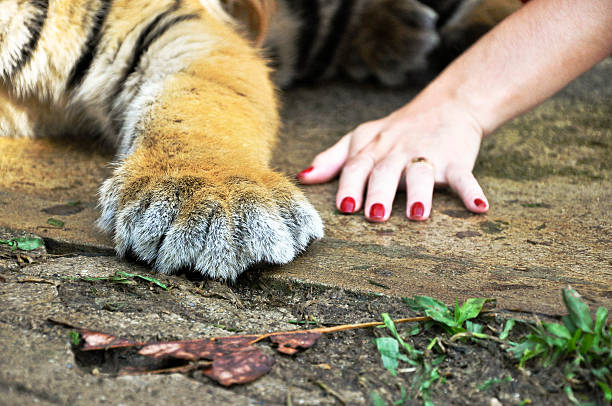 Umana e zampa di tigre in armonia - foto stock