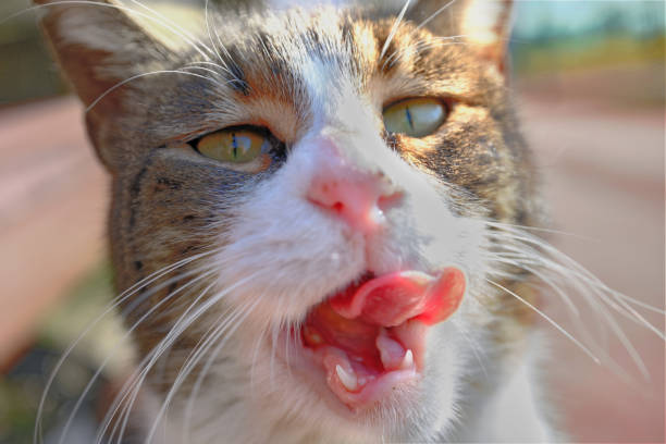 istock Stray cat with a funny tongue 1869329524