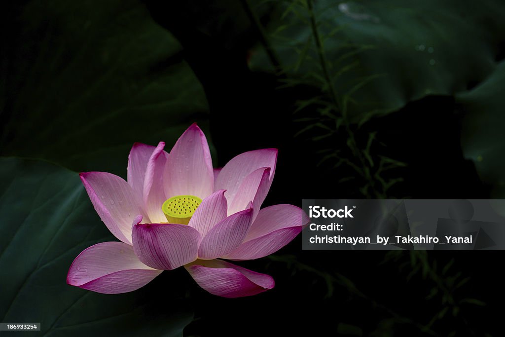 Lotus A lotus in the Shinobazunoike Pond, Taito Ward, Tokyo, Japan. Flower Stock Photo