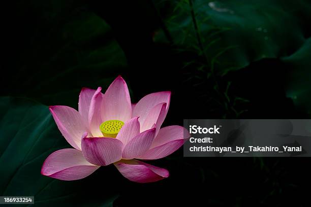 Lotus Stock Photo - Download Image Now - Flower, Horizontal, Lotus Water Lily