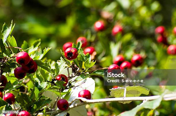Crataégus Stockfoto und mehr Bilder von Ast - Pflanzenbestandteil - Ast - Pflanzenbestandteil, Baum, Beere - Obst