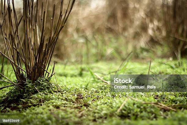 Green Grass Image Stock Photo - Download Image Now - Autumn, Basslet, Beauty In Nature
