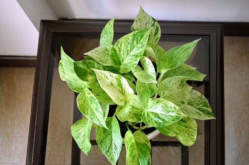 Epipremnum aureum is a species of flowering plant in the arum family Aracear. The plant has a multitude of common names including golden pothos, Ceylon creeper, ivy arum, money plant and devil's ivy.