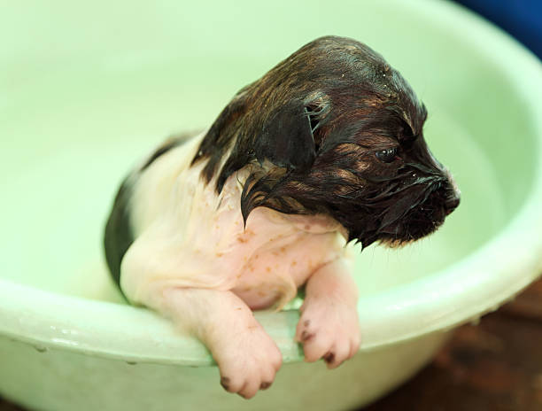 puppy dog in bath tub