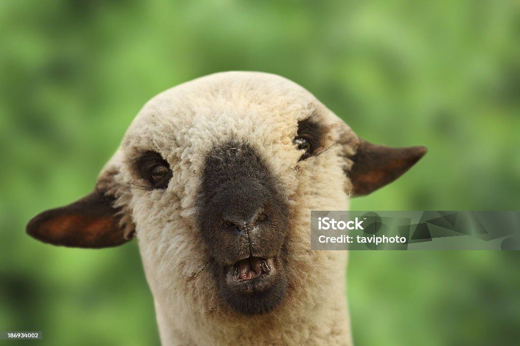 Jovem Retrato de ovelha - Foto de stock de Agricultura royalty-free