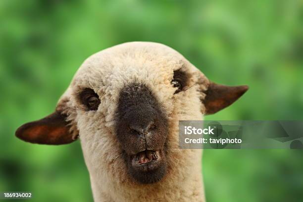 Foto de Jovem Retrato De Ovelha e mais fotos de stock de Agricultura - Agricultura, Animal, Animal de Fazenda