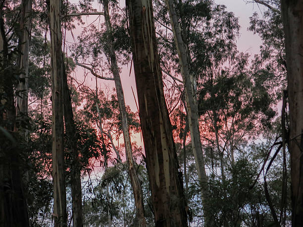istock Pink sky through the wood 186934053