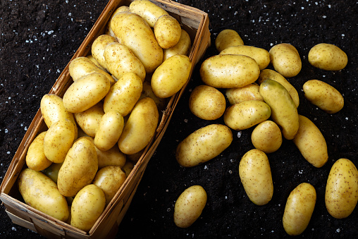 Fresh unpeeled baby potatoes, raw new potatoes ready to cook, black background, copy space.