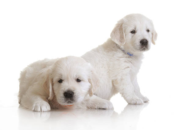 istock small cute golden retriever puppy,  on white background 186934334
