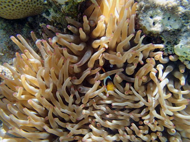 istock snorkeling in the red sea 186934342