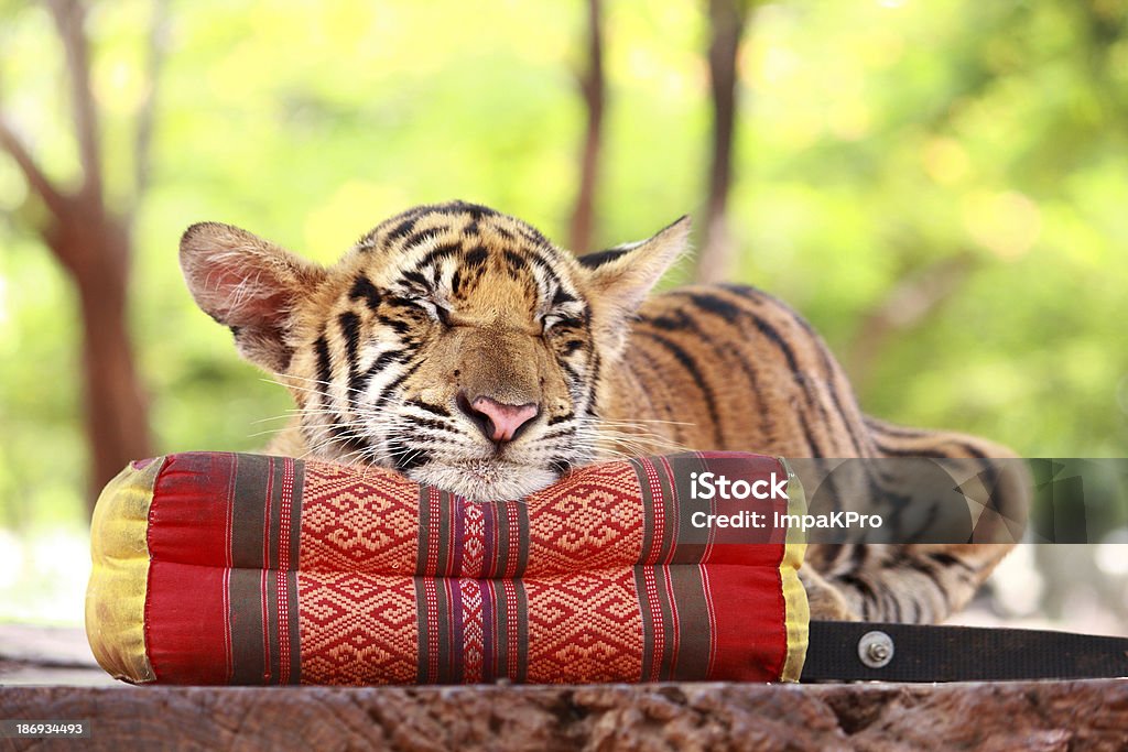 Tiger de descanso - Foto de stock de Cachorro de tigre libre de derechos