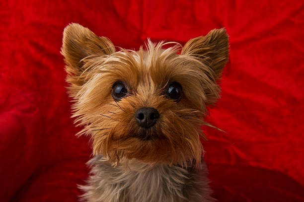 Curious Yorkie stock photo