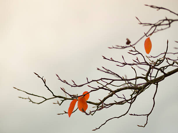 Folhas de outono - foto de acervo