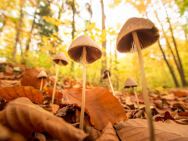 Cogumelos - foto de acervo