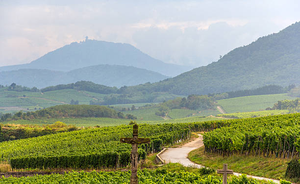 famoso vino de alsacia, francia route - alsacia fotografías e imágenes de stock