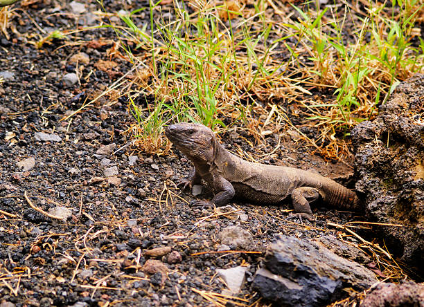 Giant Lizard from Hierro stock photo