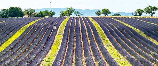 istock Plateau de Valensole (Provence), lavender 186934952