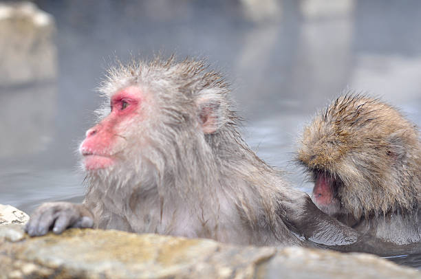 istock Relaxing Monkey in a natural onsen (hot spring) 186935121