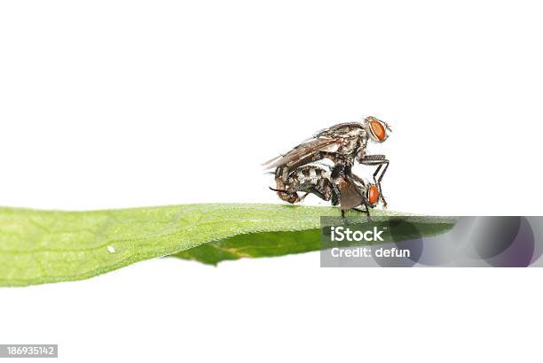 결합 플라이에는 곤충 격리됨에 갈색에 대한 스톡 사진 및 기타 이미지 - 갈색, 곤충, 교미