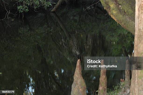 Lithia Springs State Park In Florida Stockfoto und mehr Bilder von Baum - Baum, Florida - USA, Fluss