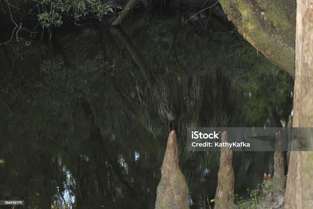 Lithia Springs in Florida State Park - Foto stock royalty-free di Acqua