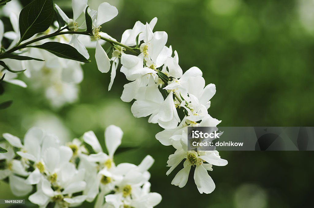 Bird cherry Ramo - Foto stock royalty-free di Albero