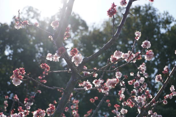 istock White plum blossoms in the backlight 1869353769