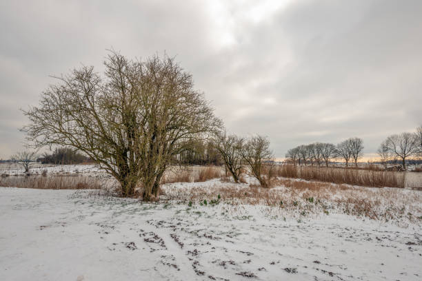 istock Winter in a Dutch nature reserve 1869357948