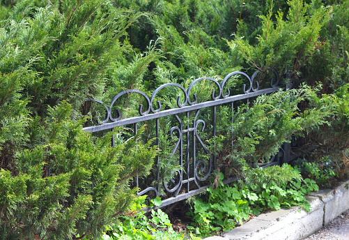 Metal fence hiding with Juniperus sabina, the savin juniper or savin shrubs.