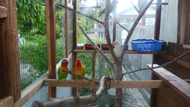 Birds are chatting in their cages