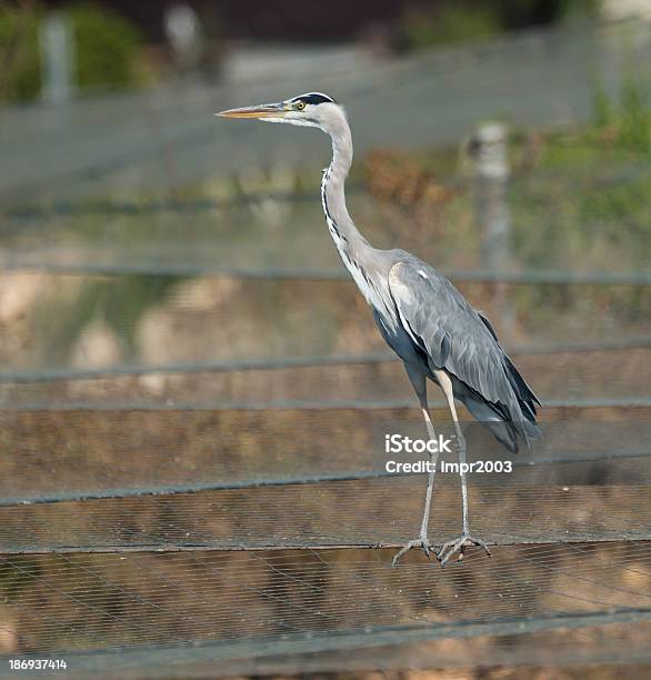 Foto de Garçacinzenta e mais fotos de stock de Animais caçando - Animais caçando, Animal, Animal selvagem