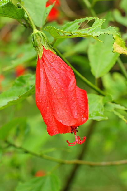 istock Chinese rose flower 186937473