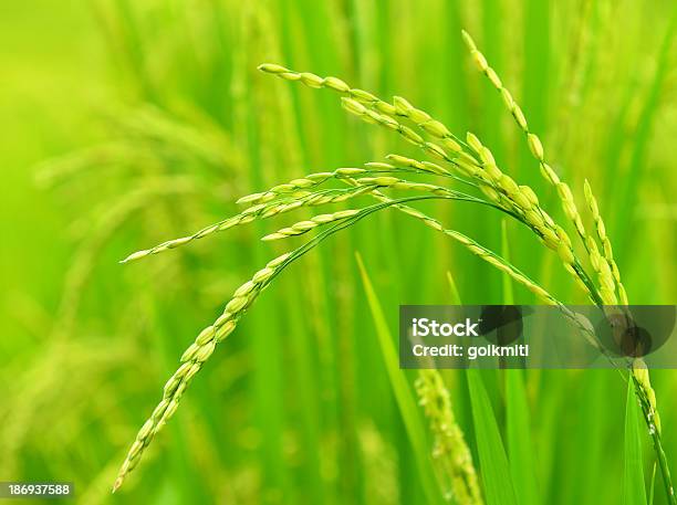 Campo De Arroz Campos En Verde Temporada Foto de stock y más banco de imágenes de Agricultura - Agricultura, Aire libre, Alimento