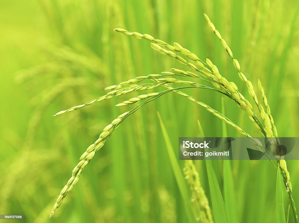 �Рисовое поле поля в зеленой сезон - Стоковые фото Азия роялти-фри