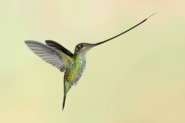 istock Female Sword-billed Hummingbird with Wings Back 186937922