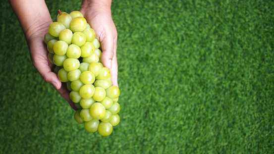 hand holding Shine Muscat grapes on grass background for use as background or copy space.