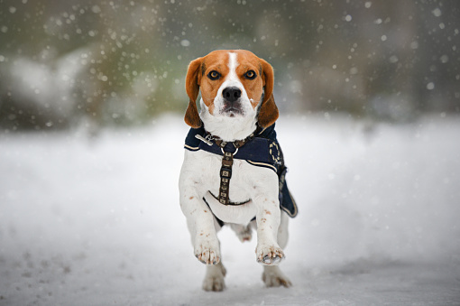 Portrait of beagle dog running through snow to camera in park winter