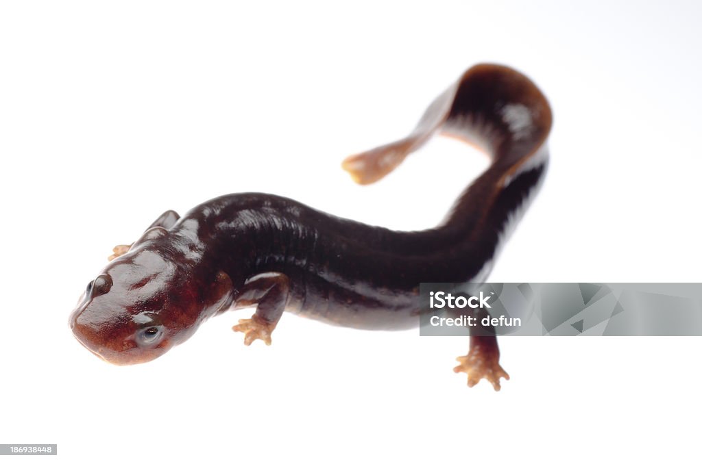 Salamandra tritón - Foto de stock de Anfibio libre de derechos