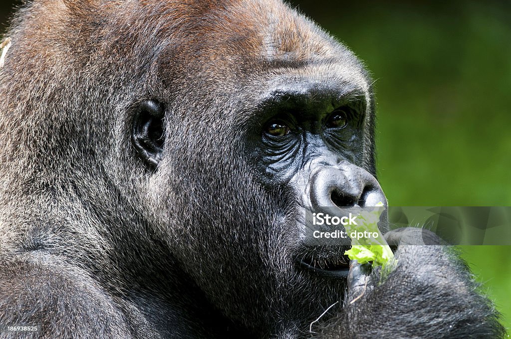 Innocent look Apparently vegetables not made him full, still waiting for some fruits to fill his daily diet. Activity Stock Photo