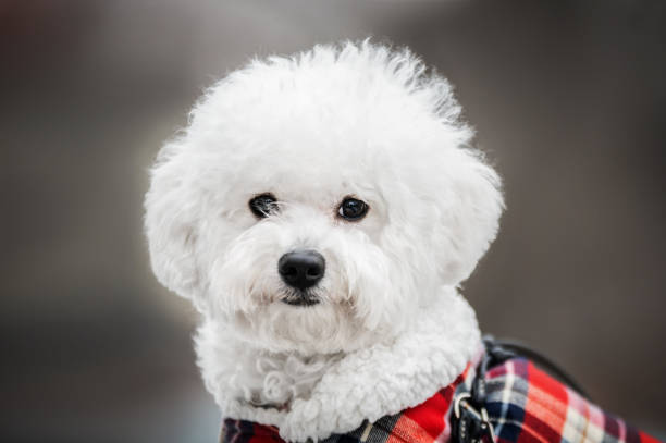 하얀 비숑 프리제의 초상화 - grooming dog pets poodle 뉴스 사진 이미지