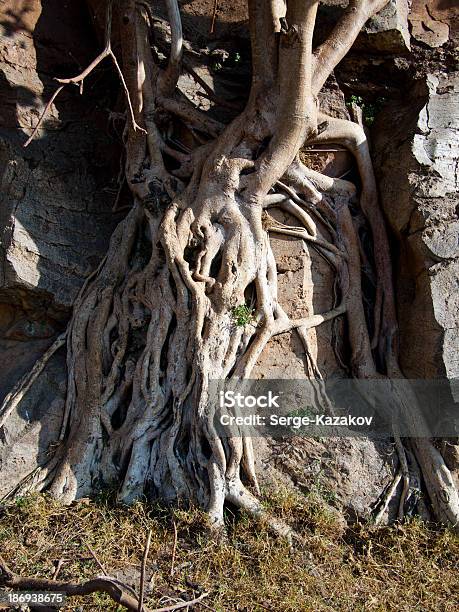 Корней Дерева Обернутый Вокруг Камня — стоковые фотографии и другие картинки Африка - Африка, Величественный, Вертикальный