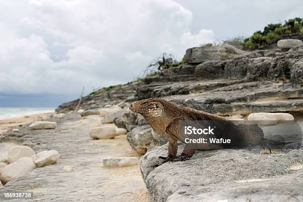 Kubanische Leguan Stockfoto und mehr Bilder von Cayo Largo - Cayo Largo, Echse, Eigentlicher Leguan