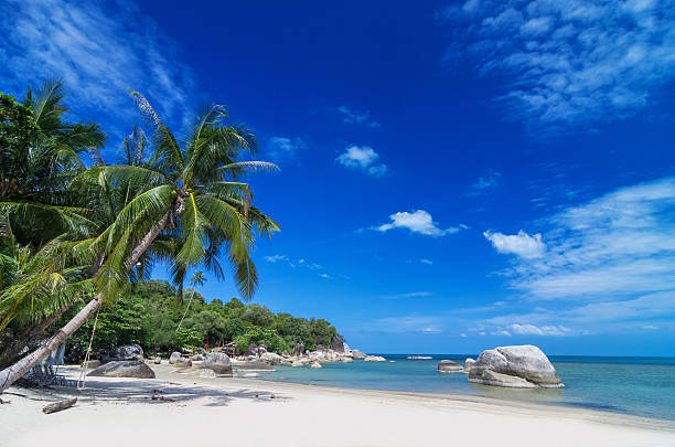 istock Tropical beach with sea on the sand and palm trees 186938753