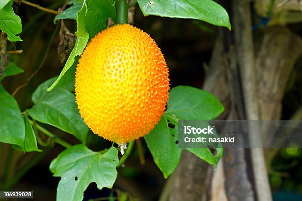 Foto de Primavera Amarga Pepino e mais fotos de stock de Amarelo - Amarelo, Cesto, Comida