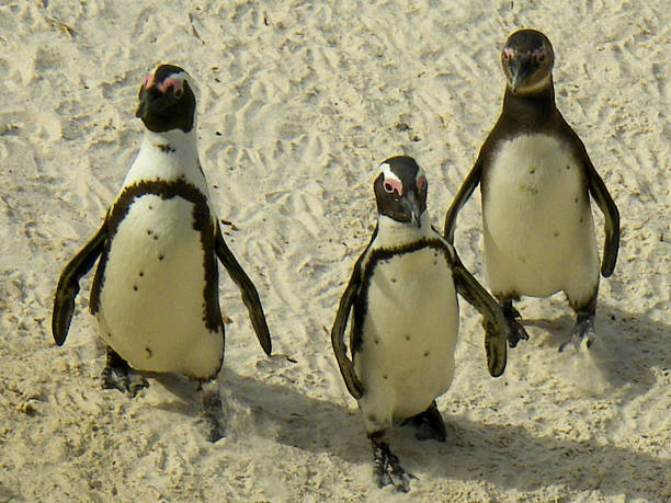 istock Three Jackass Penguins walking on beach Simons Town South Africa 186939201