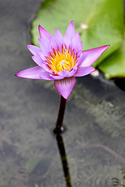 istock Violet lotus in the pool. 186939271