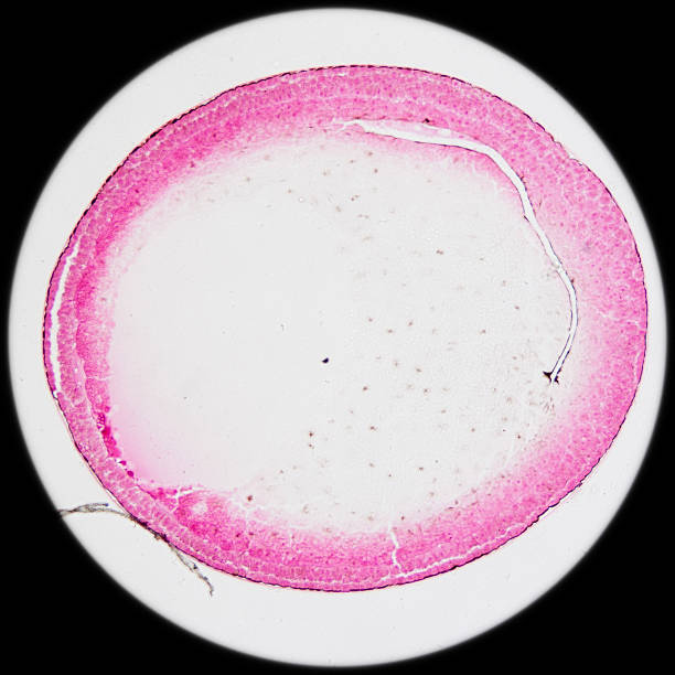 顕微鏡写真目の段階を「蛙の卵 - daphnia water flea high scale magnification micro organism ストックフォトと画像